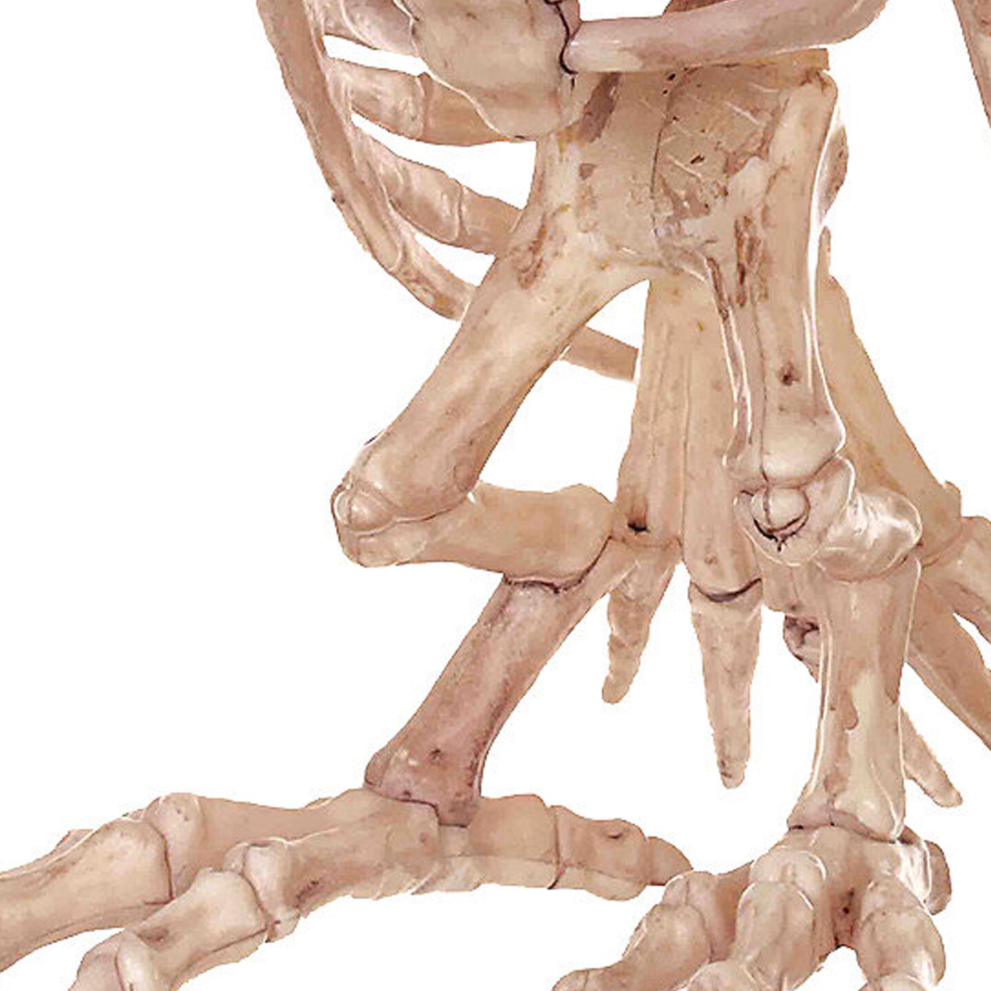 Owl Skeleton Decoration