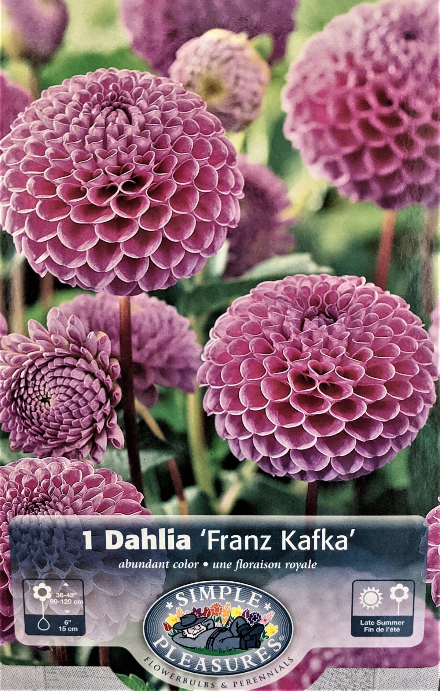 Franz Kafka Pompon Dahlia - #1 Size Root Clump - Dark Pink
