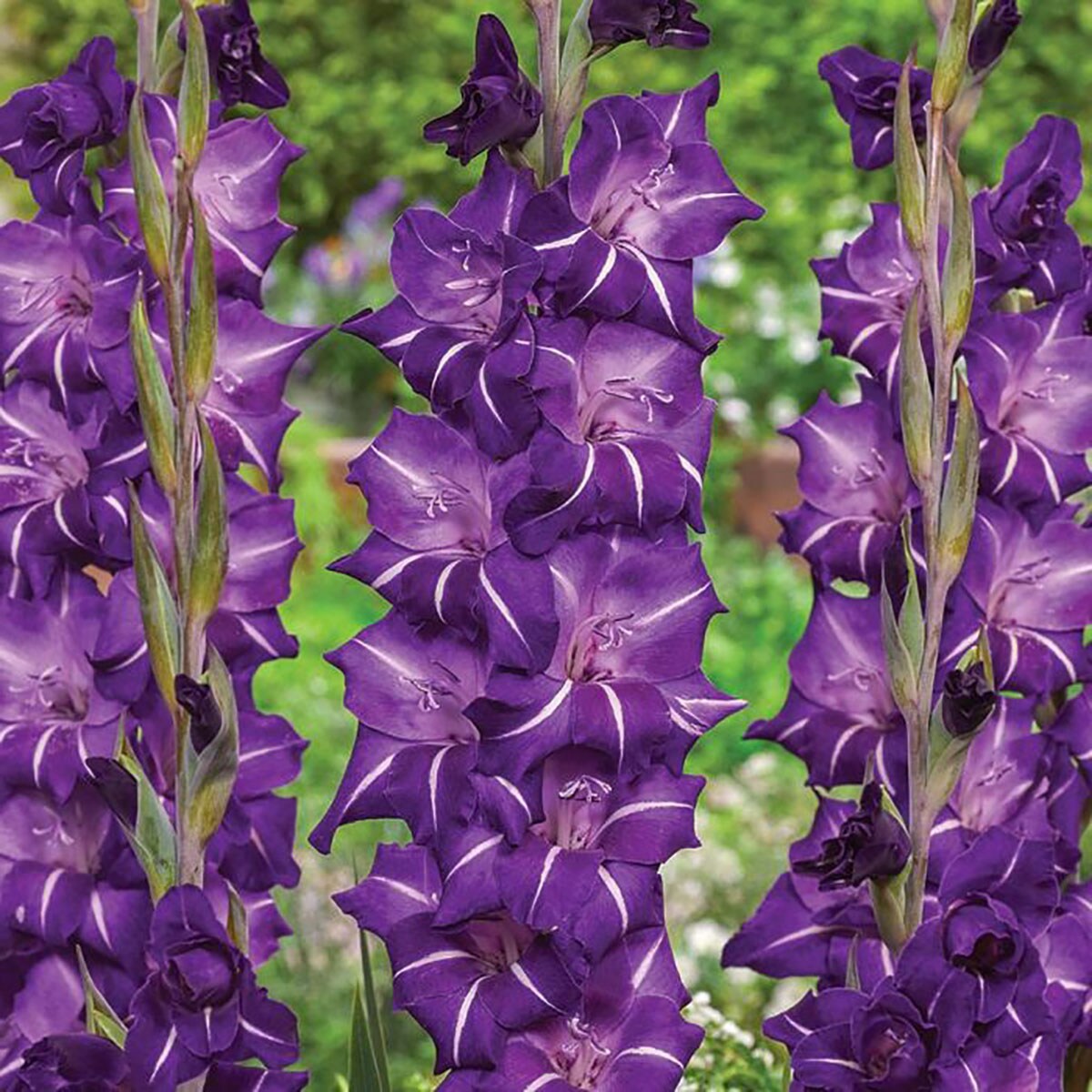 Flirty Large Flowering Gladiolus 10 Bulbs - 12/14 cm Bulbs