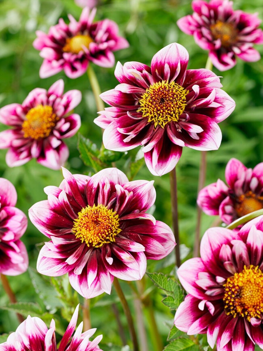 Liquid Desire Mignon Dahlia -  #1 Size Root Clump - New!