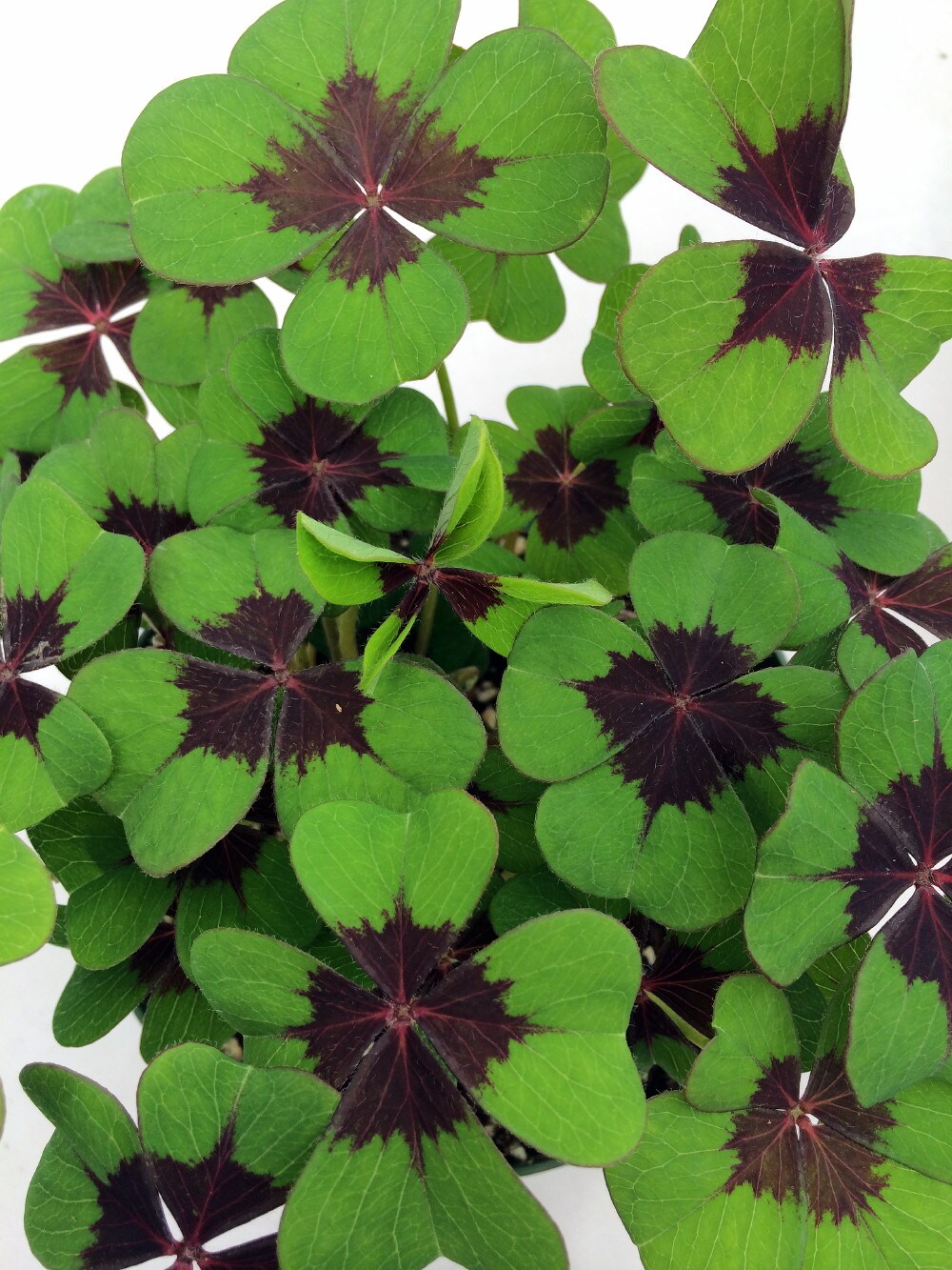 Iron Cross Shamrock Oxalis Plant - houseplant - 6&#x22; Pot