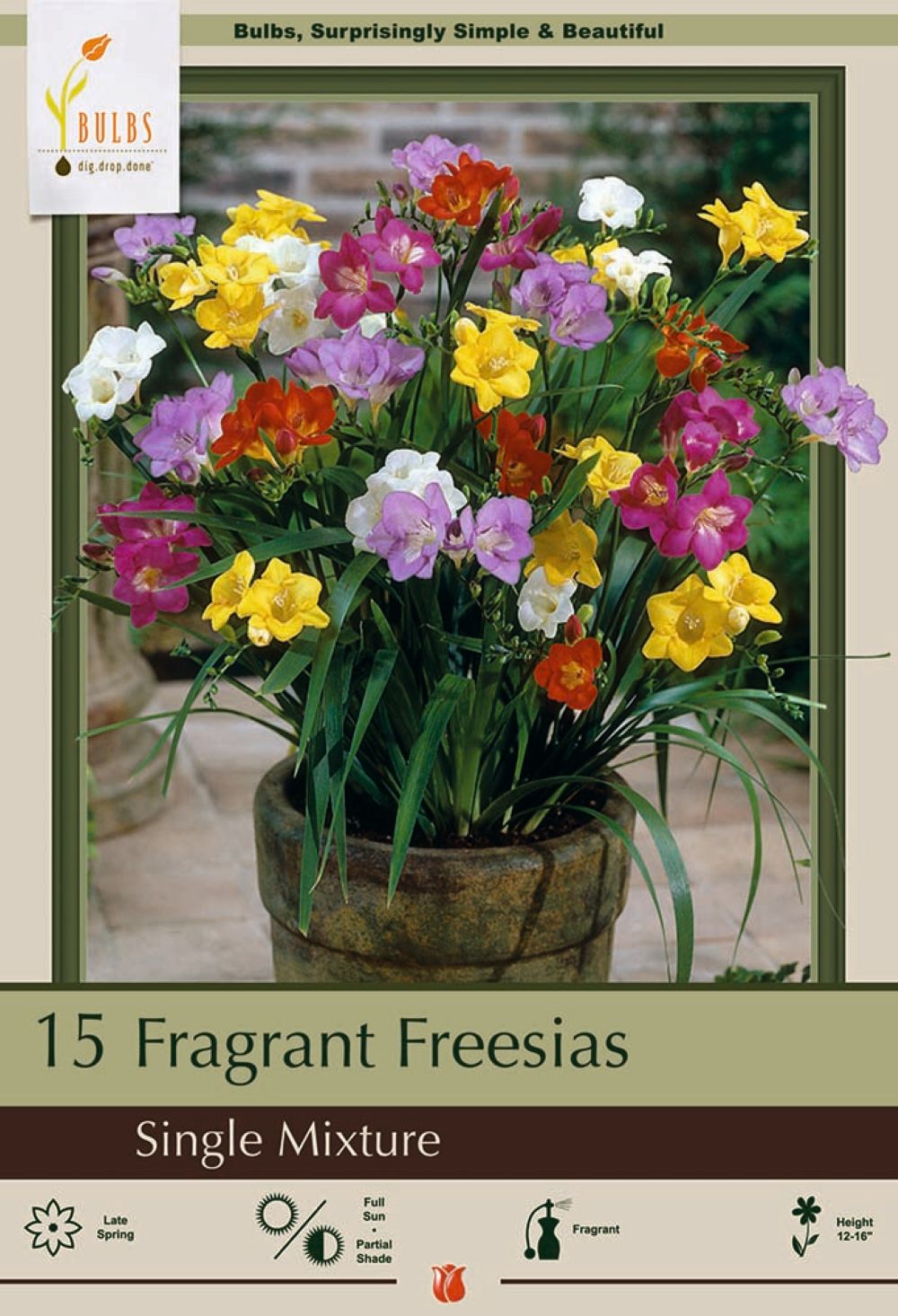 Mixed Single Freesia 15 Bulbs - Indoors/Out - Fragrant - 6/+ cm Bulbs
