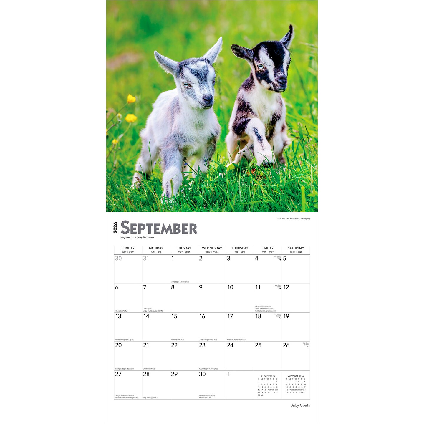 Baby Goats | 2026 12 x 24 Inch (Hanging) Monthly Square Wall Calendar | Plastic-Free | BrownTrout | Domestic Animals