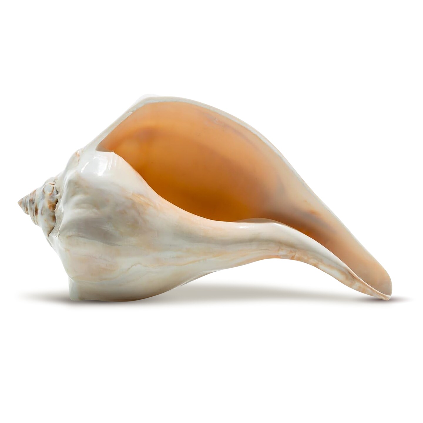 置物 atrantic whelk shell Atlantic Whelk Seashell Polished Atlantic Whelk 7
