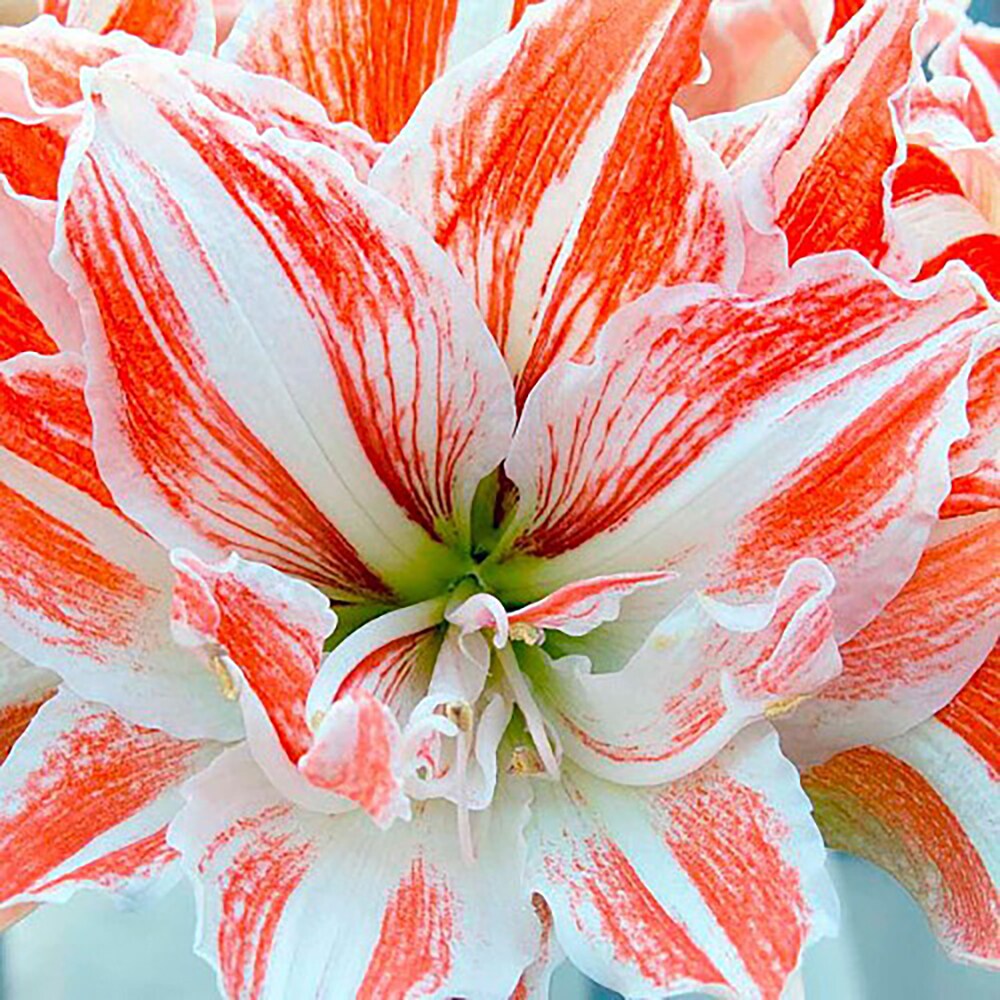 Dancing Queen Double Amaryllis Bulb - Double Flower! 32/34cm Bulb
