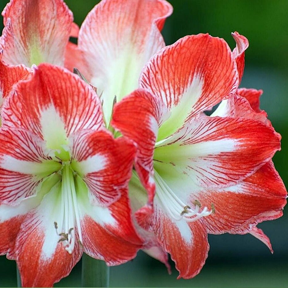 Minerva Giant Dutch Amaryllis - 34/+ cm Large Bulb - Immediate Shipping
