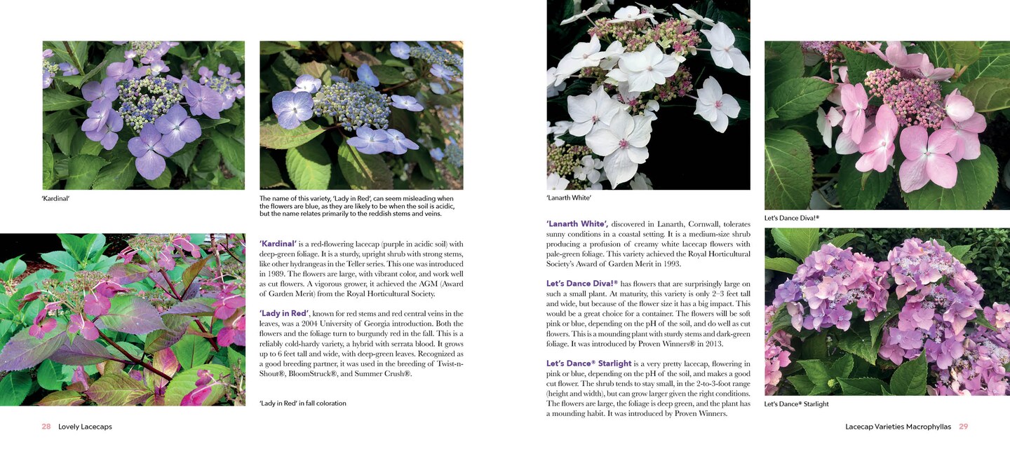 Lovely Lacecap Hydrangeas: Elegant Accents for the Home Garden