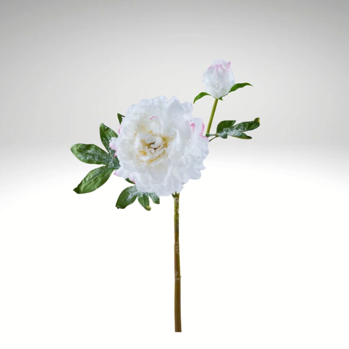 ✳︎peony✳︎ Do Tell Peony | Van Engelen Wholesale Flower Bulbs