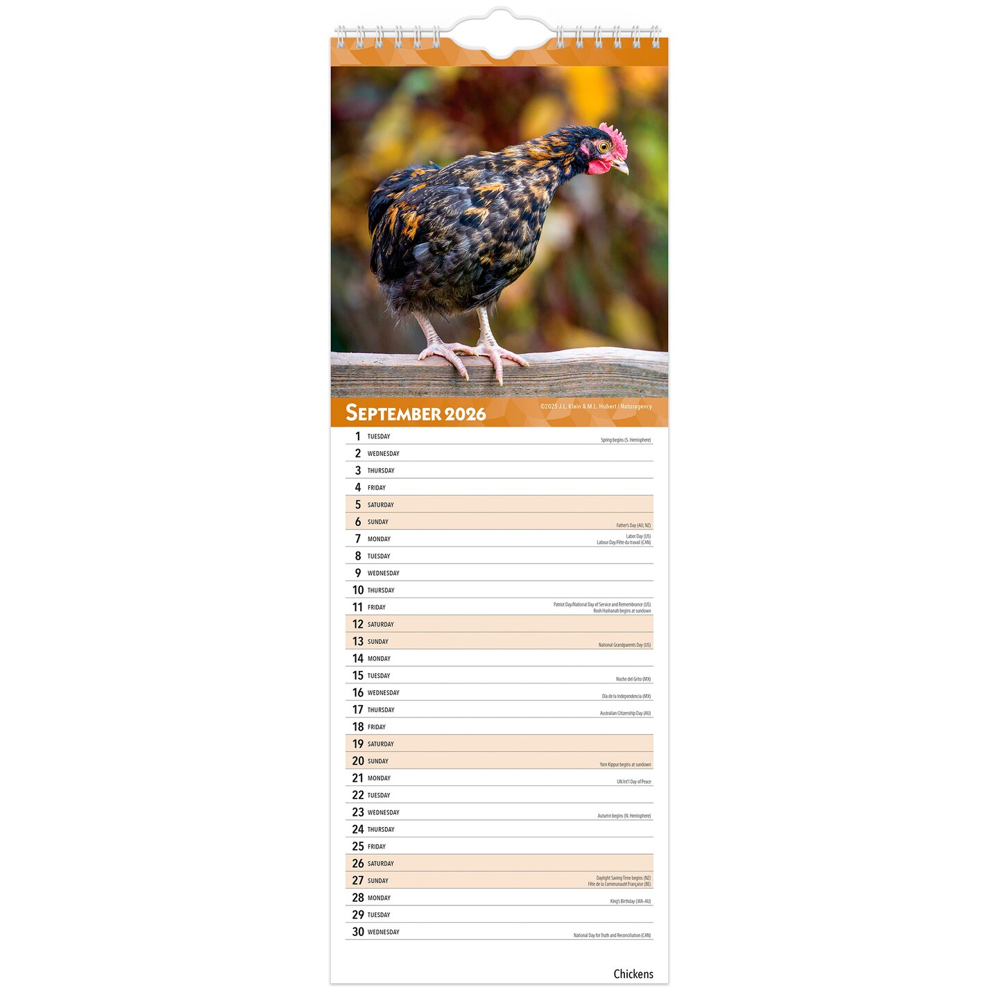 Chickens | 2026 5.7 x 16.5 Inch (Hanging) Monthly Slimline Wall Calendar