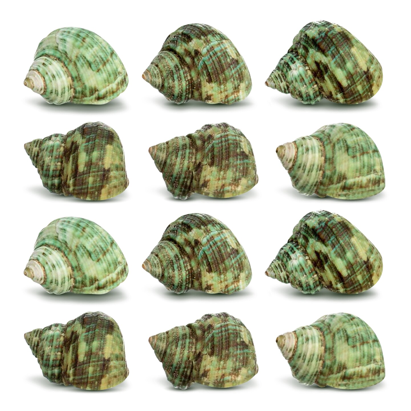Hermit Crab Shells .75