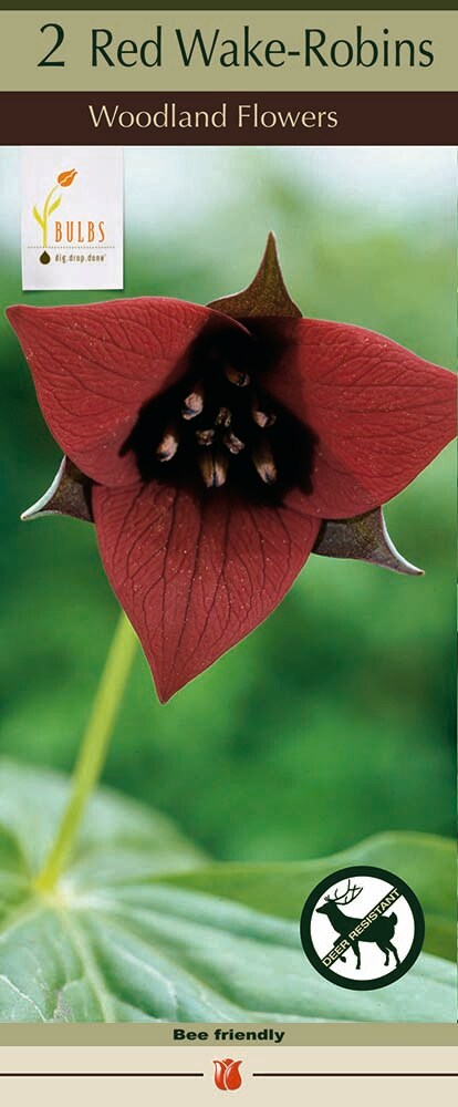 Red Trillium - Wake Robin - Trillium erectum - Wildflower - 2 Top Size Roots