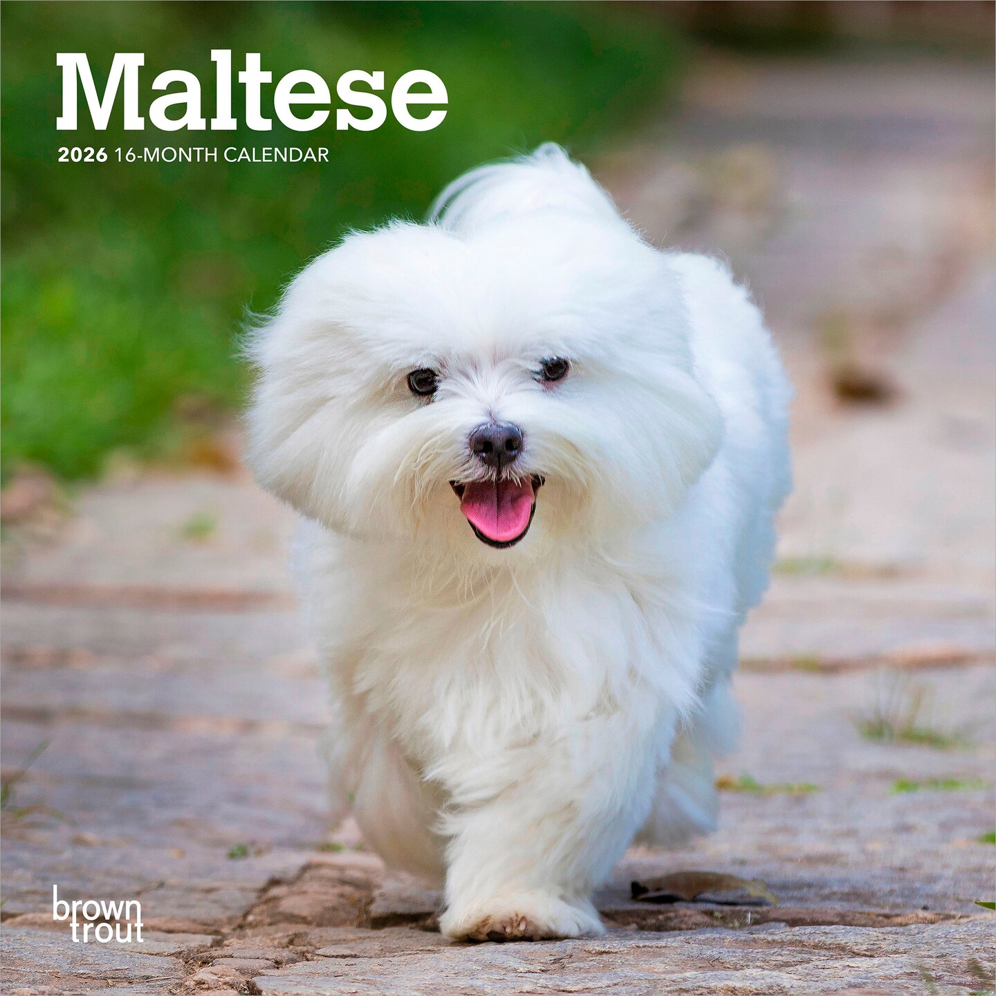 Maltese | 2026 7 x 14 Inch (Hanging) Monthly Mini Wall Calendar