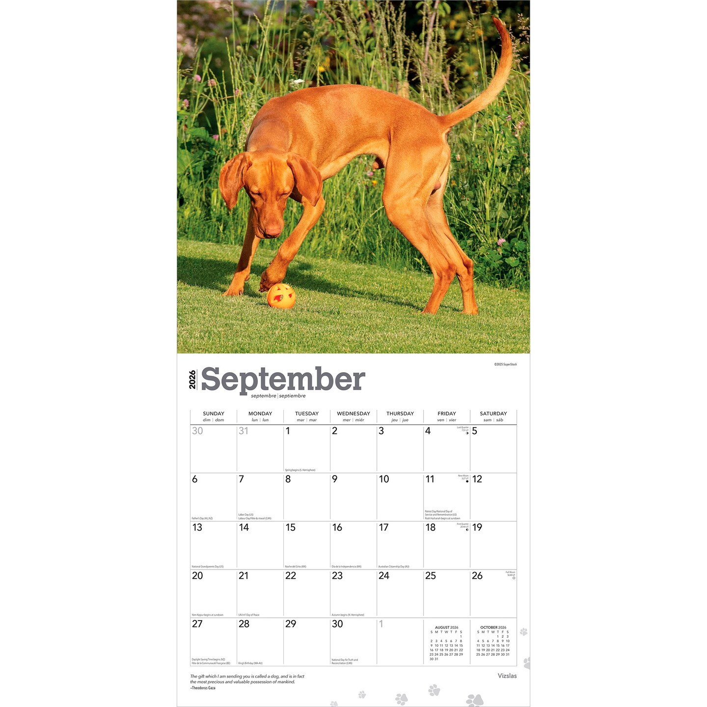 Vizslas | 2026 12 x 24 Inch (Hanging) Monthly Square Wall Calendar | Plastic-Free