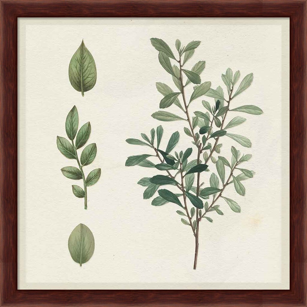 Victorian Garden Chart III by Wild Apple Portfolio 13&#x22; x 13&#x22; Framed Wall Art