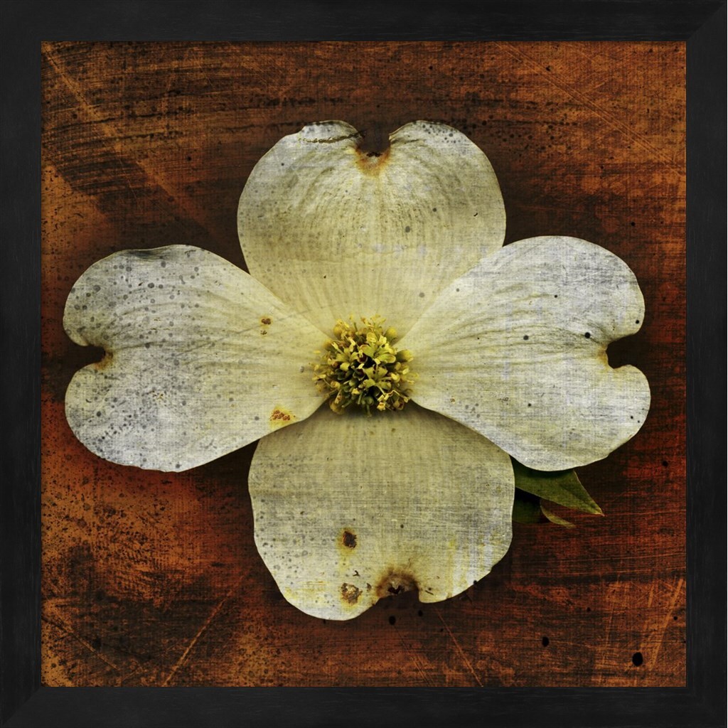 White Dogwood by John W. Golden 13&#x22; x 13&#x22; Framed Wall Art