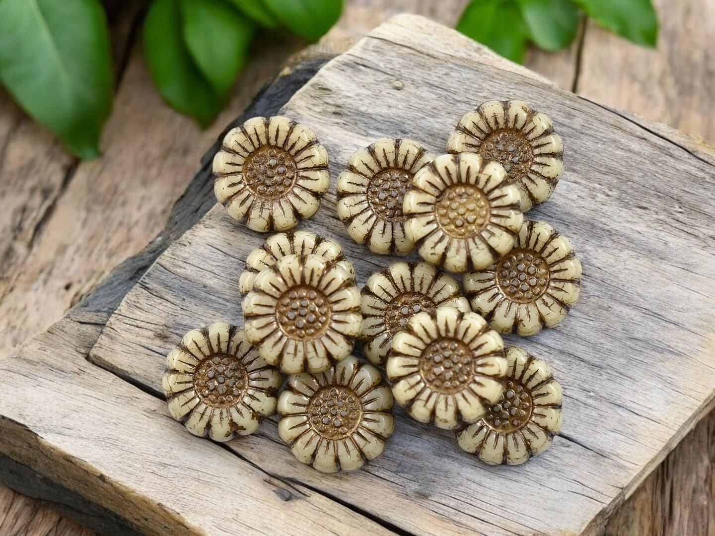 *12* 13mm Dark Bronze Washed Opaque Ivory Sunflower Coin Beads