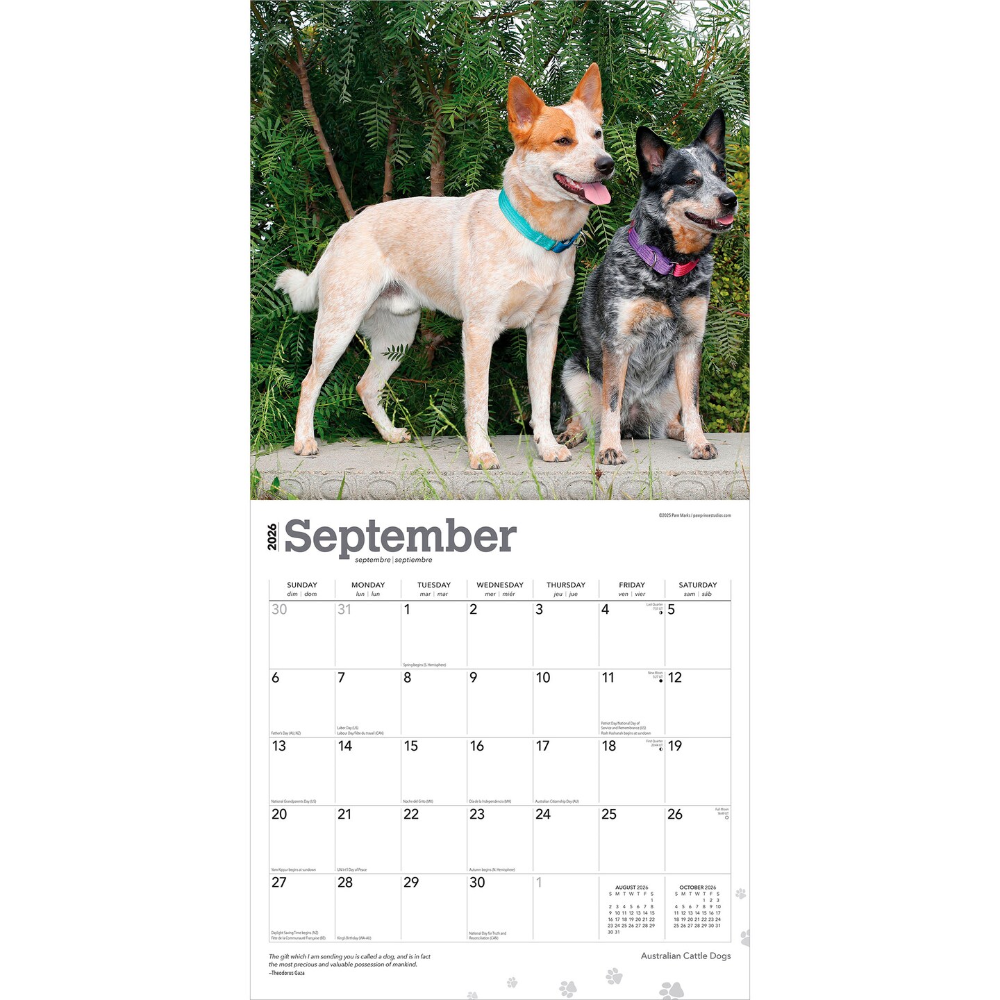 Australian Cattle Dogs | 2026 12 x 24 Inch (Hanging) Monthly Square Wall Calendar | Plastic-Free