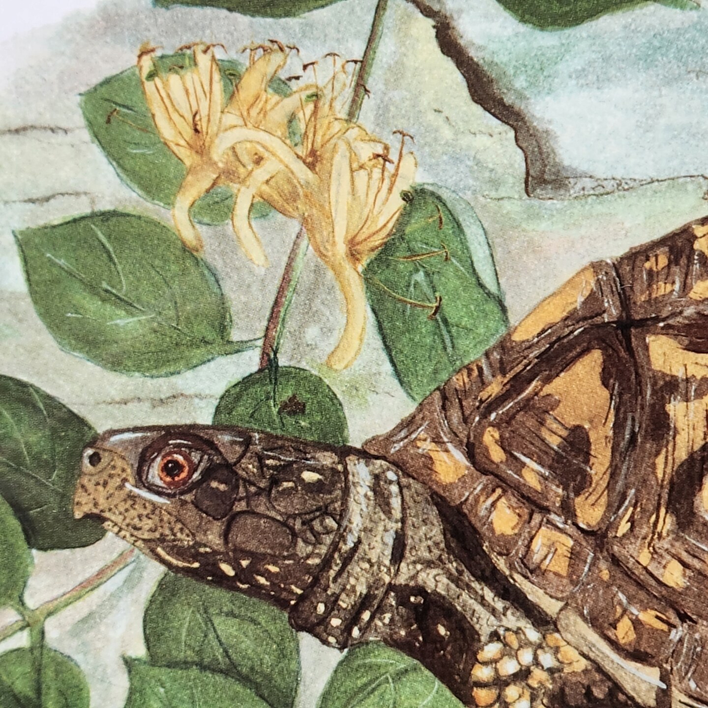 Box turtle in honeysuckle flowers wall art, watercolor