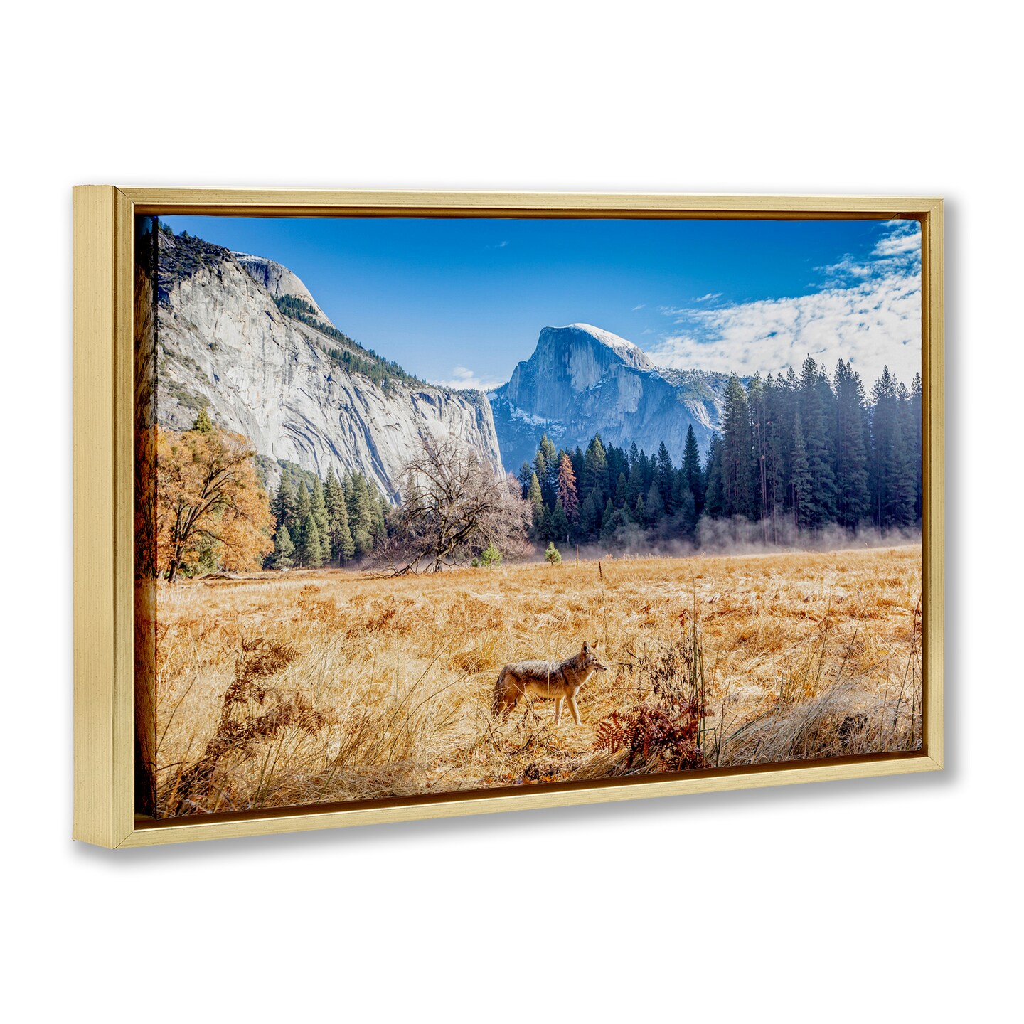 Stupell Industries Coyote in Mountain Prairie Floating Frame, design by Jeff Poe Photography