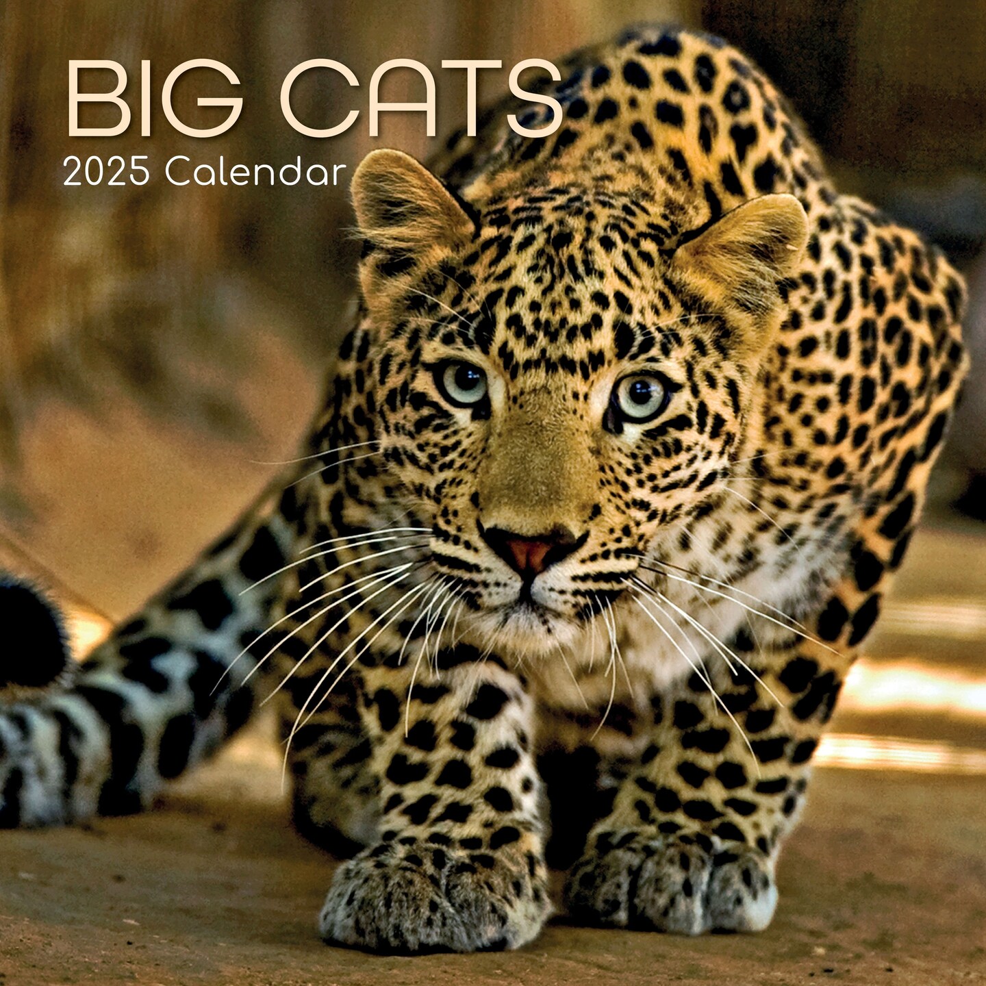 2025-square-wall-calendar-big-cats-16-month-animals-theme-with-180-reminder-stickers-12-x-12-in-michaels