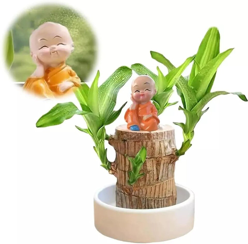 Mini Brazil Lucky Wood Hydroponic Potted Plant Lucky Plants Indoor for Desktop