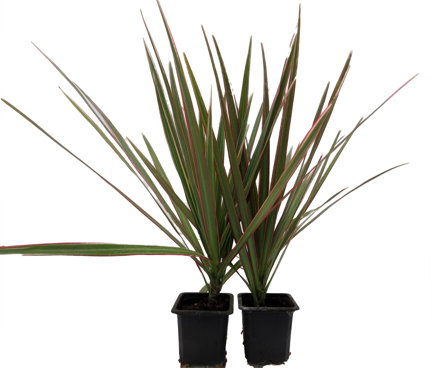 Bicolor Dragon Tree - Dracaena marginata - 2 Plants in 3" Pots