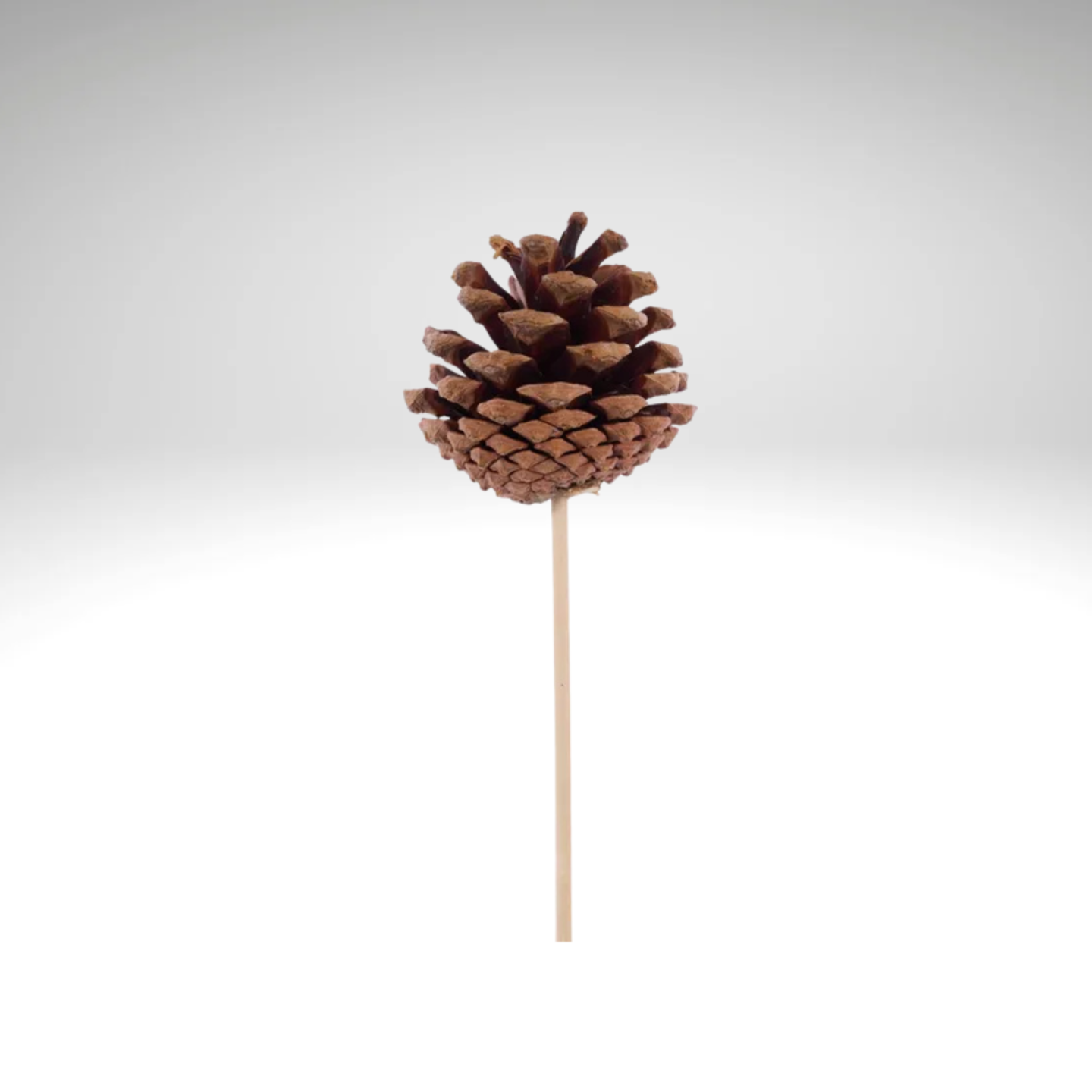 Natural Pinecone Pick 1.75"-2.75" with 7" Wooden Stem-XD133918