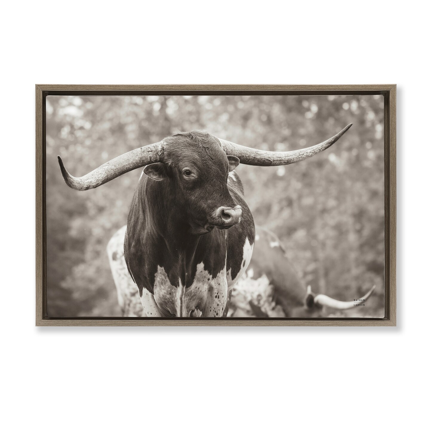 Stupell Industries Longhorn's Gaze Photography Floater Framed