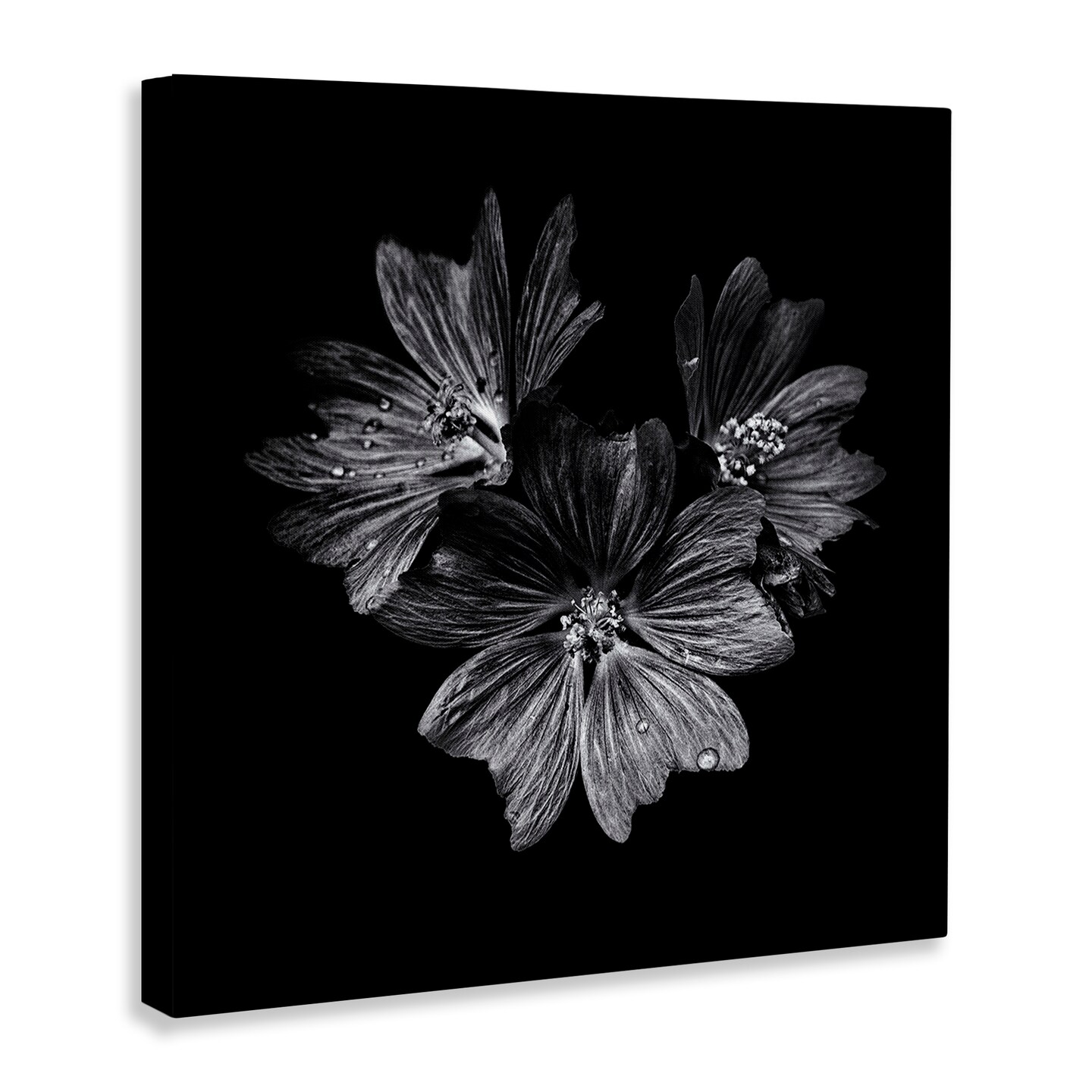 Stupell Industries Blossom Trio on Black Canvas Wall Art Design by Brian Carson