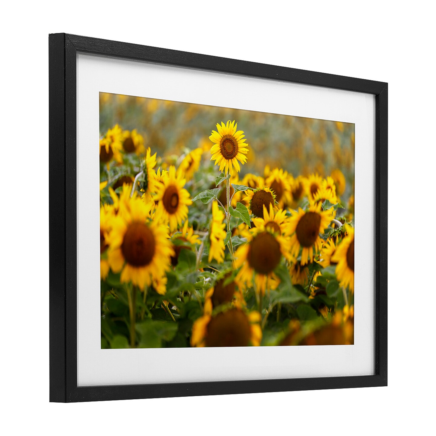 Stupell Industries Central Sunflower in Meadow Framed Print Under Glass, design by Andy Crawford