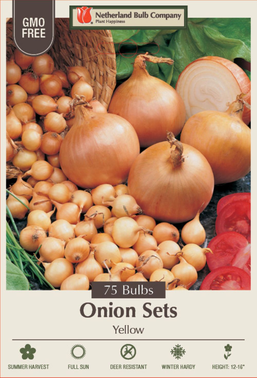 Yellow Onion Set 75 Bulbs - Sweet Taste - 14/21 mm Bulbs