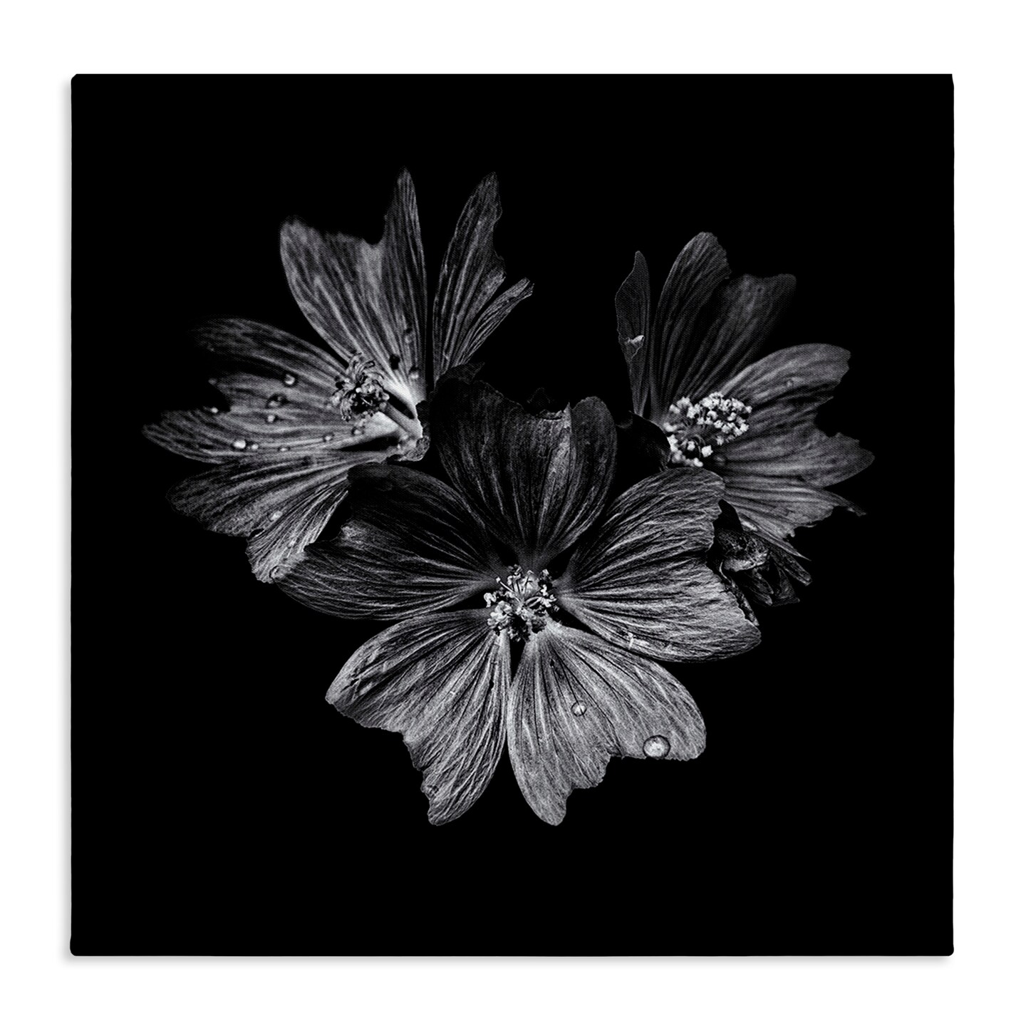 Stupell Industries Blossom Trio on Black Canvas Wall Art Design by Brian Carson