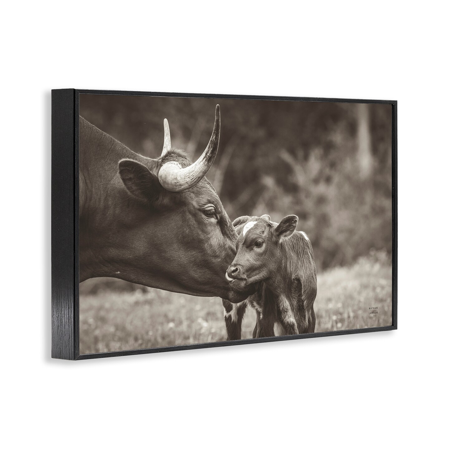 Stupell Industries Longhorn Kiss Photography Framed Giclee Wall Art Design by Nathan Larson