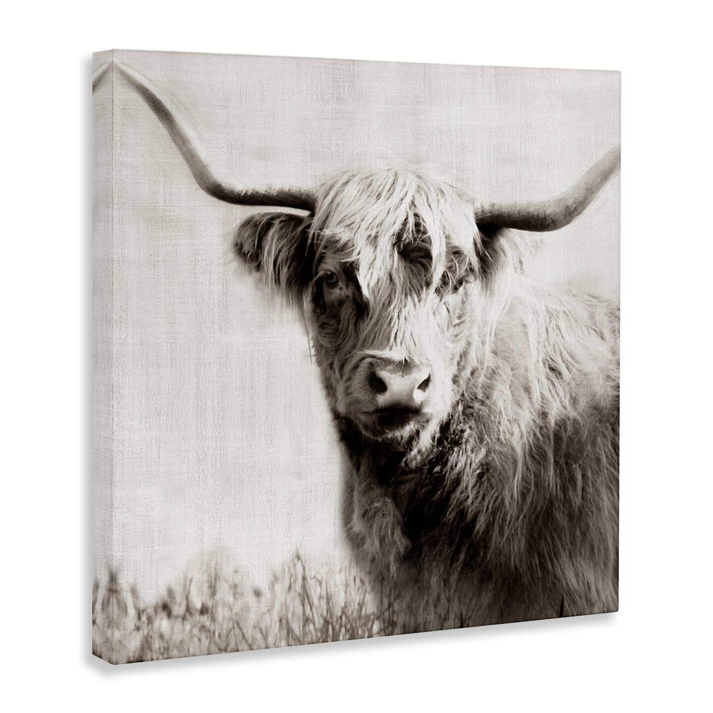 Stupell Industries Black &#x26; White Highland Cow Canvas Wall Art Design by Danita Delimont