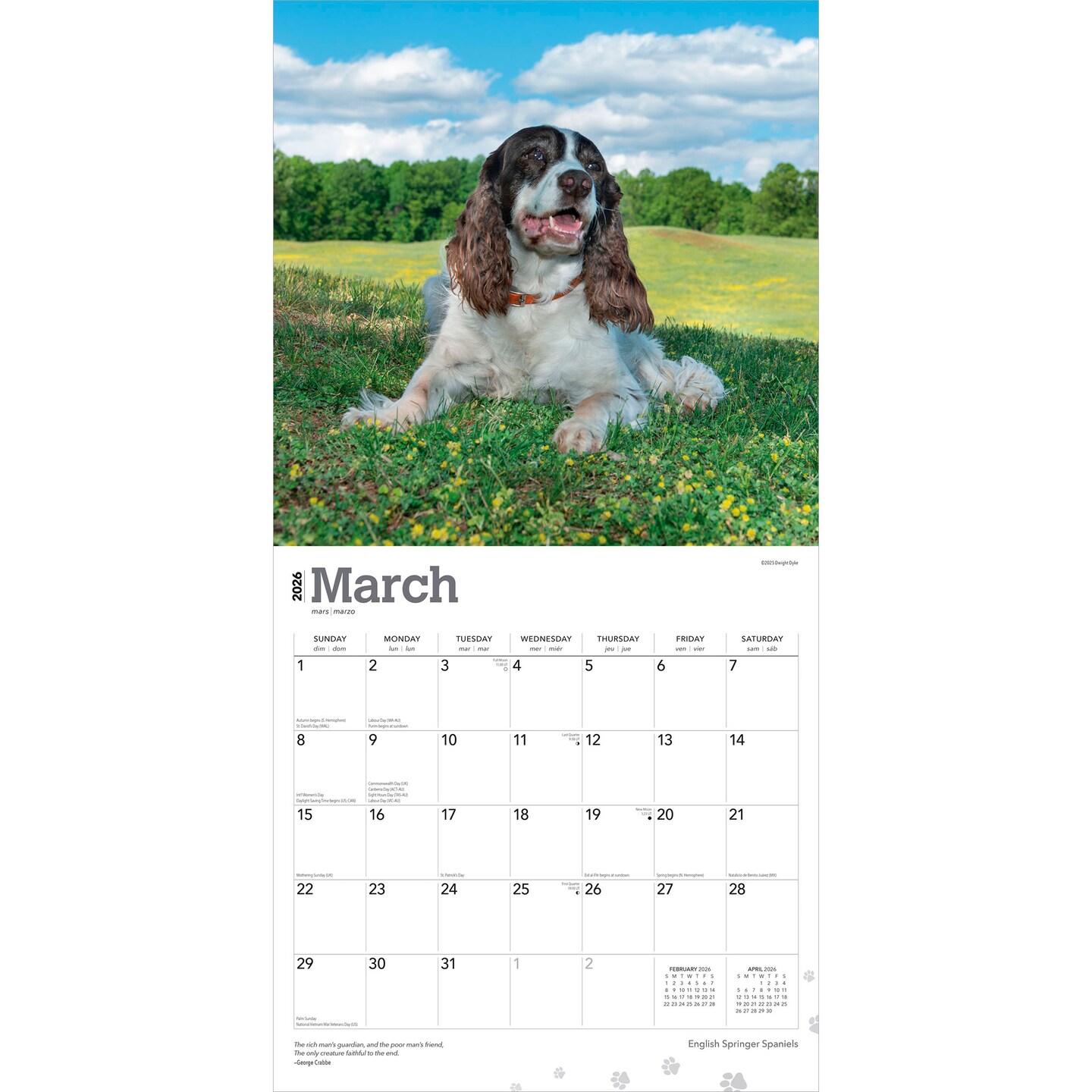 English Springer Spaniels | 2026 12 x 24 Inch (Hanging) Monthly Square Wall Calendar | Plastic-Free