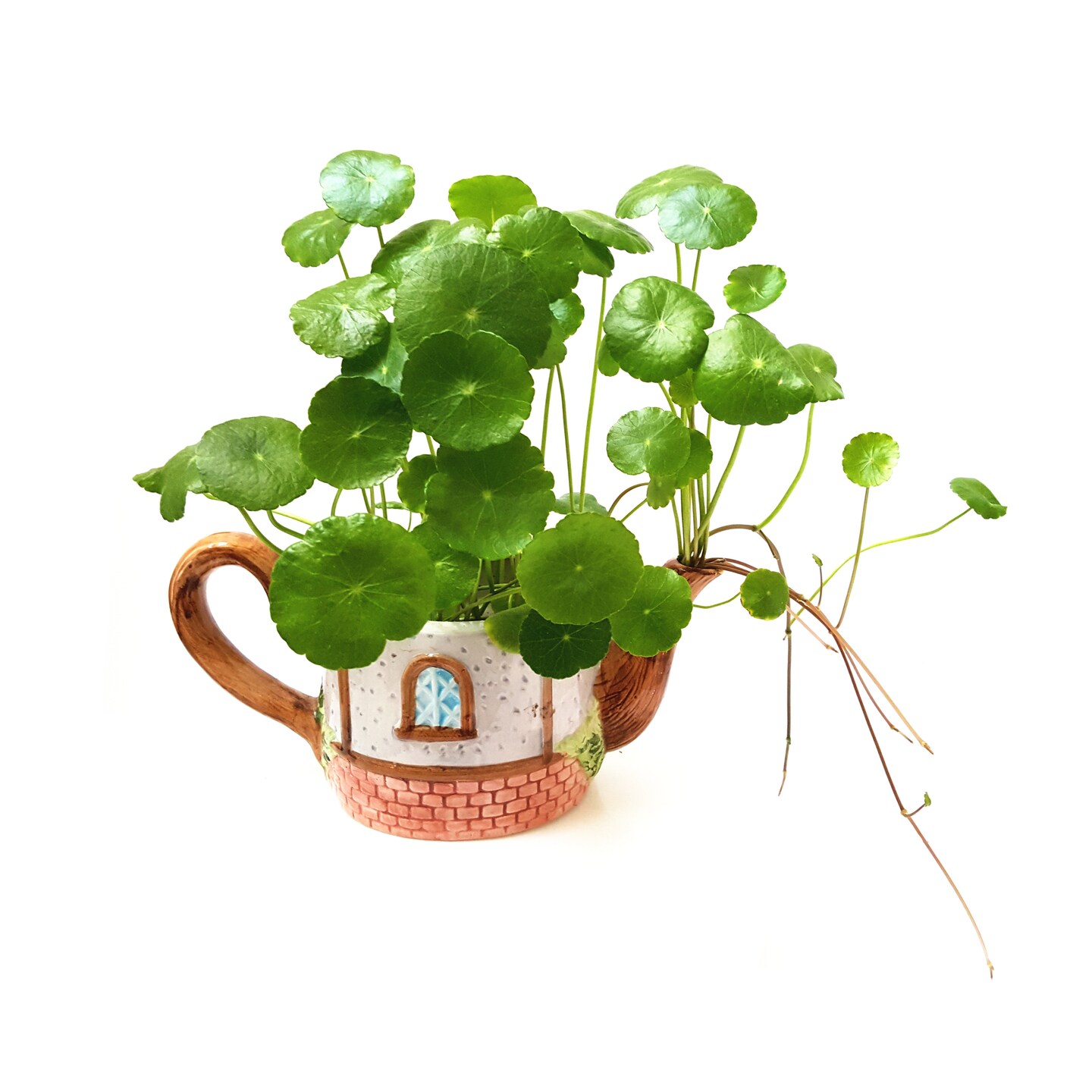 Copper Coin Plant, Aquatic Plant, Water Plant, Indoor Plant, Outdoor Plant,  Money Plant, Lucky Plant, Dollarweed | MakerPlace by Michaels