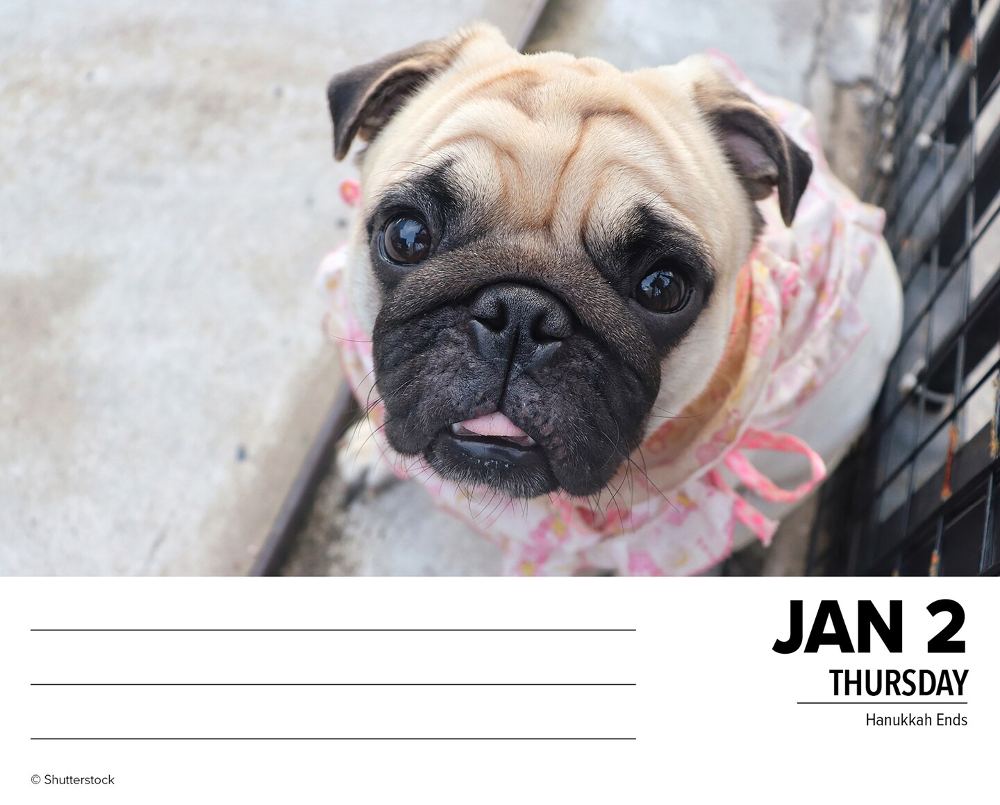 Just Pugs 2025 Box Calendar - Dog Breed Daily Desktop