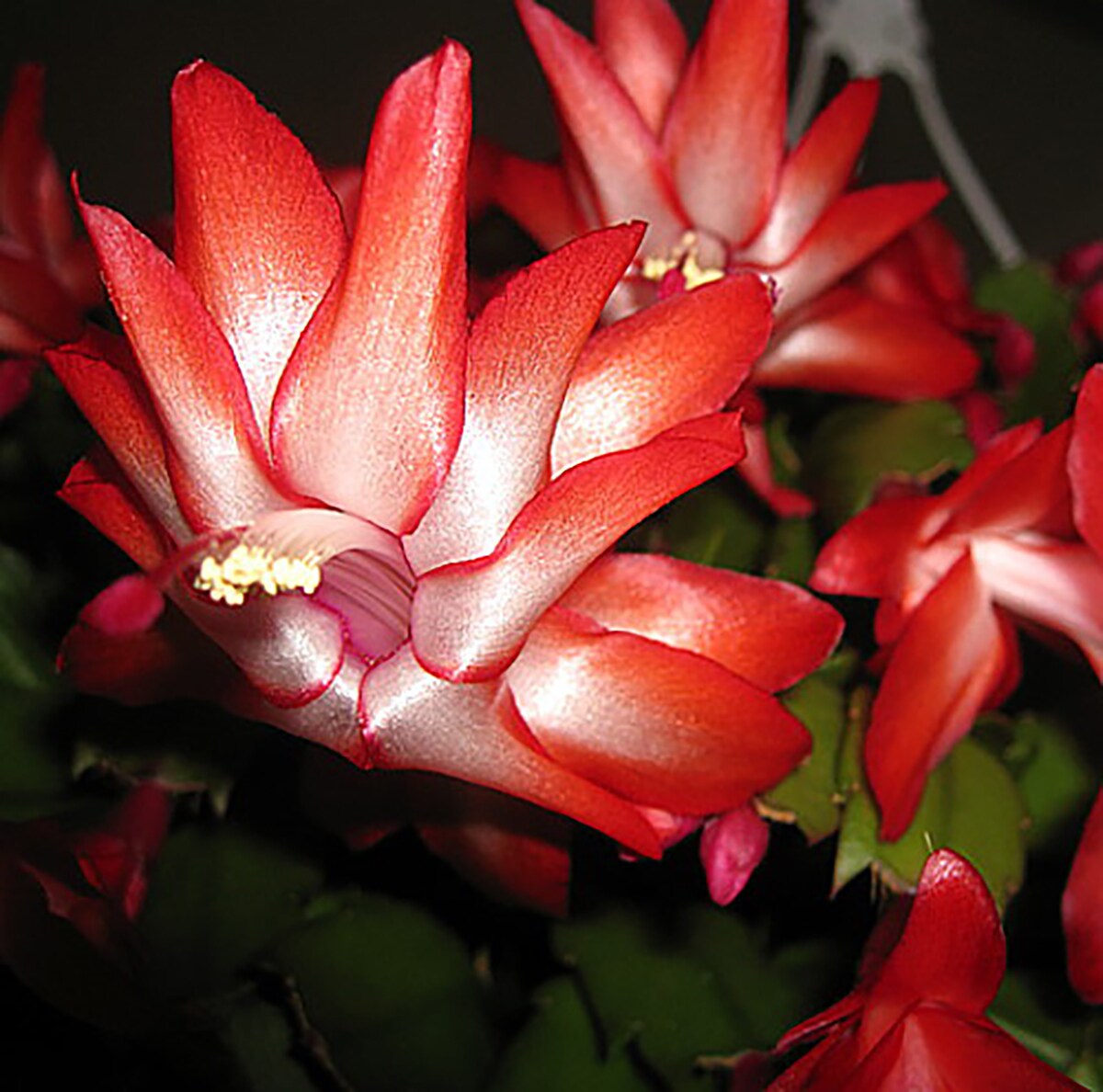 Hirt&#x27;s Red Christmas Cactus Plant - Zygocactus - 6&#x22; Pot