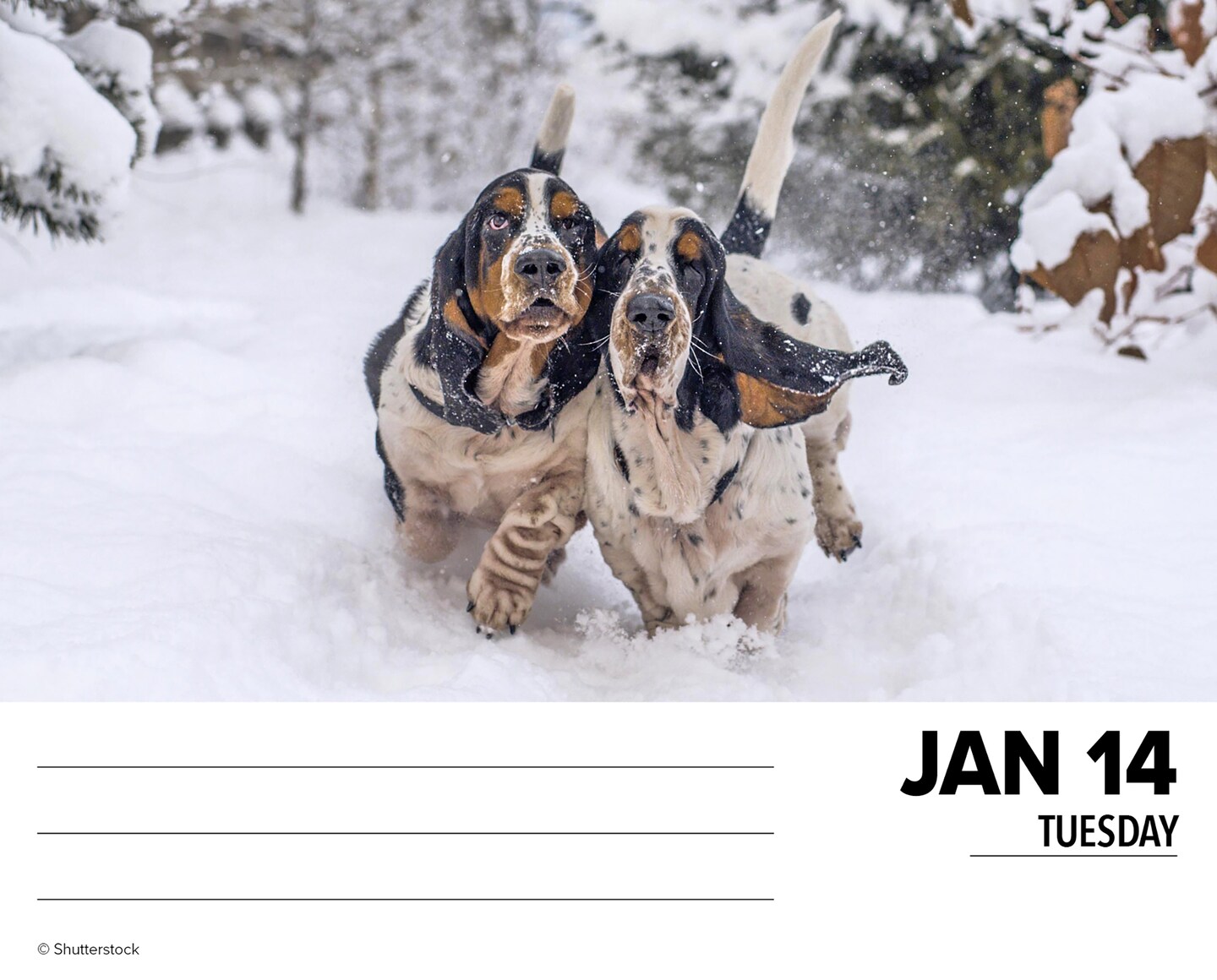 Just Basset Hounds 2025 Box Calendar - Dog Breed Daily Desktop