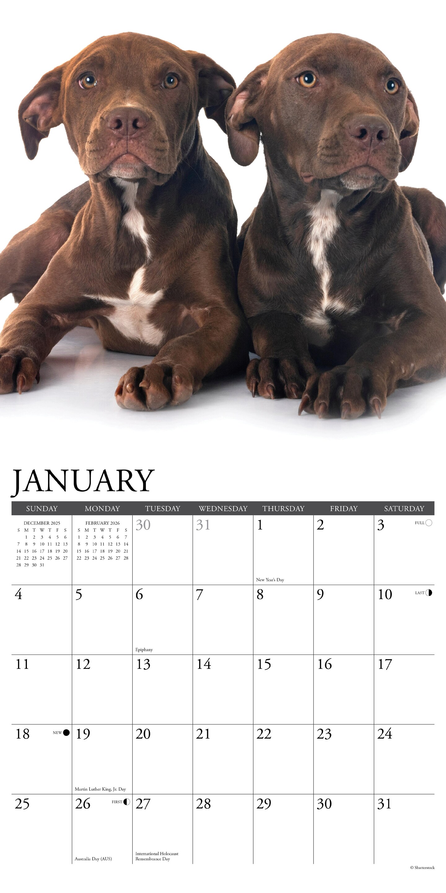 American Pit Bull Terrier Puppies 2026 Wall Calendar