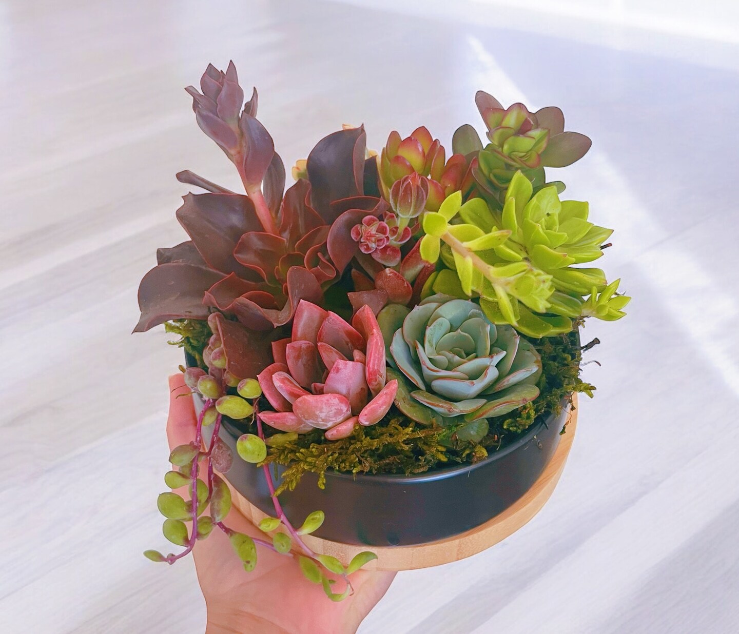 Colorful Live Succulent Arrangement | 6 inch ceramic planter with bamboo  tray | Succulent gift | MakerPlace by Michaels