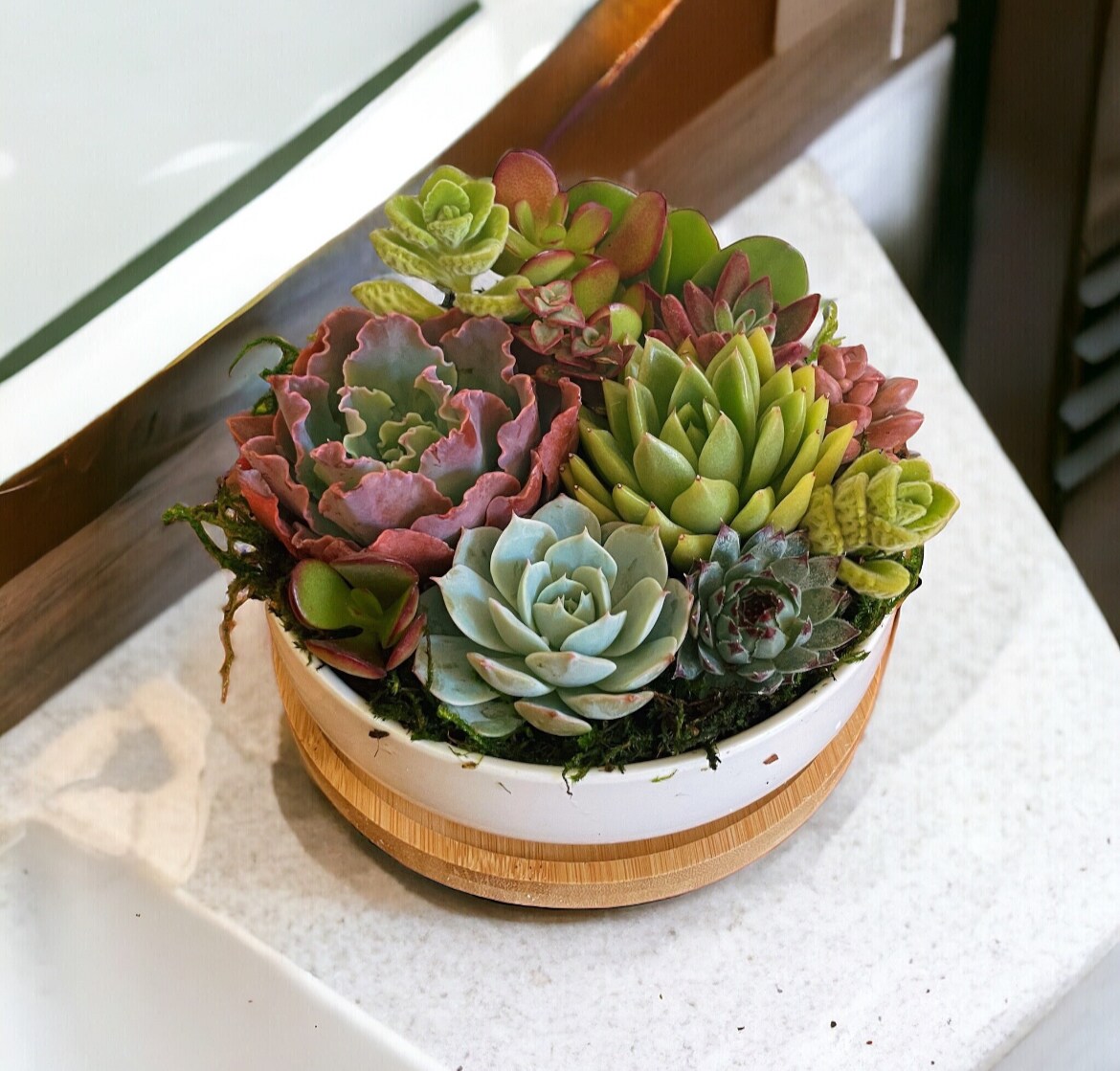 Colorful Live Succulent Arrangement | 6 inch ceramic planter with bamboo  tray | Succulent gift | MakerPlace by Michaels