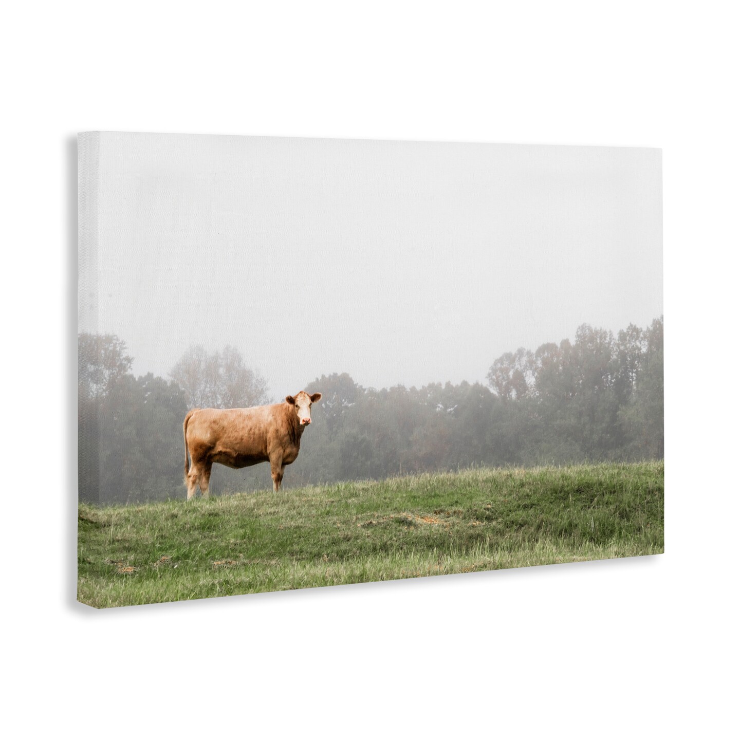 Stupell Industries Highland Grace Cattle Canvas, design by J:L Design