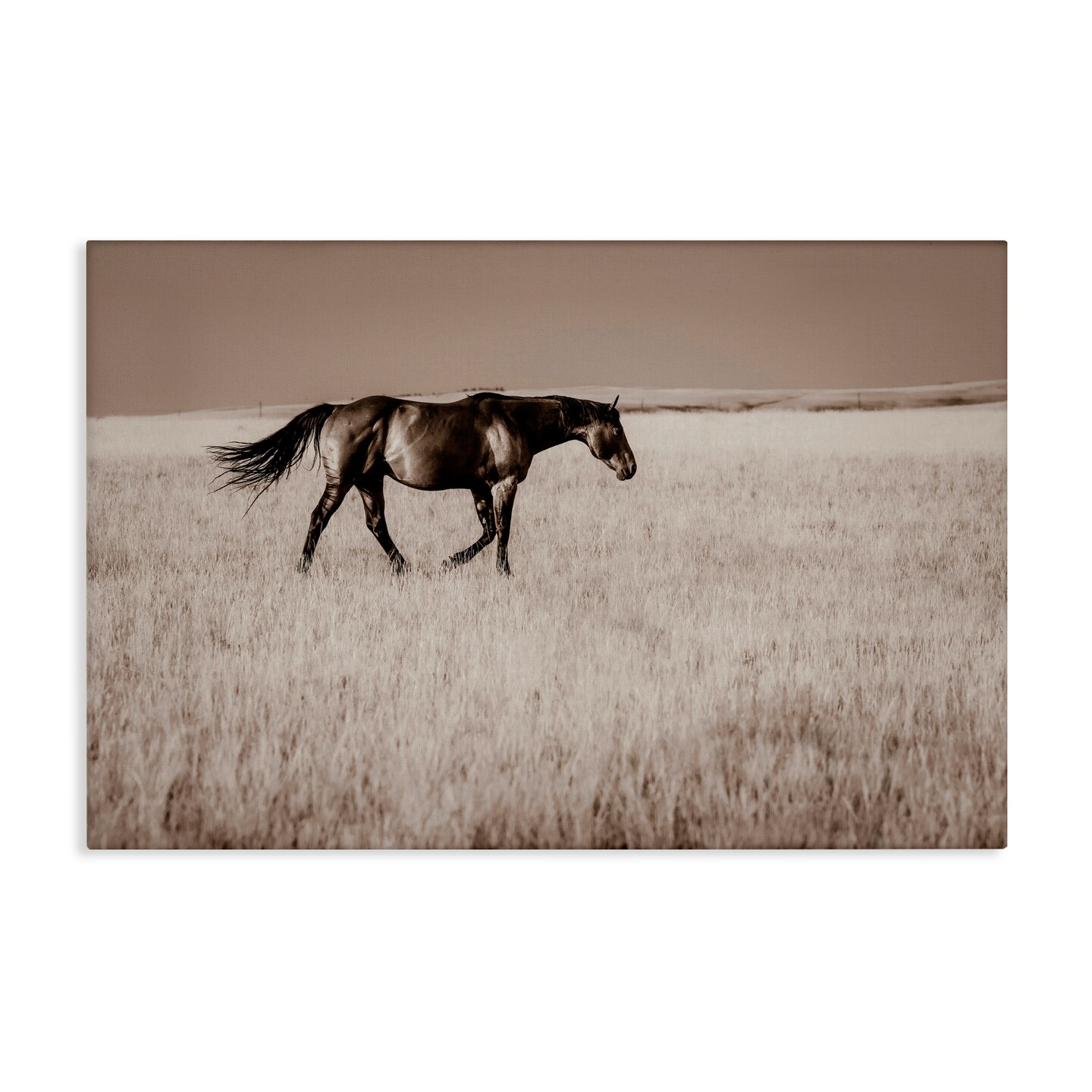 Stupell Industries Dashing Montana Stallion Canvas, design by Christy Berry