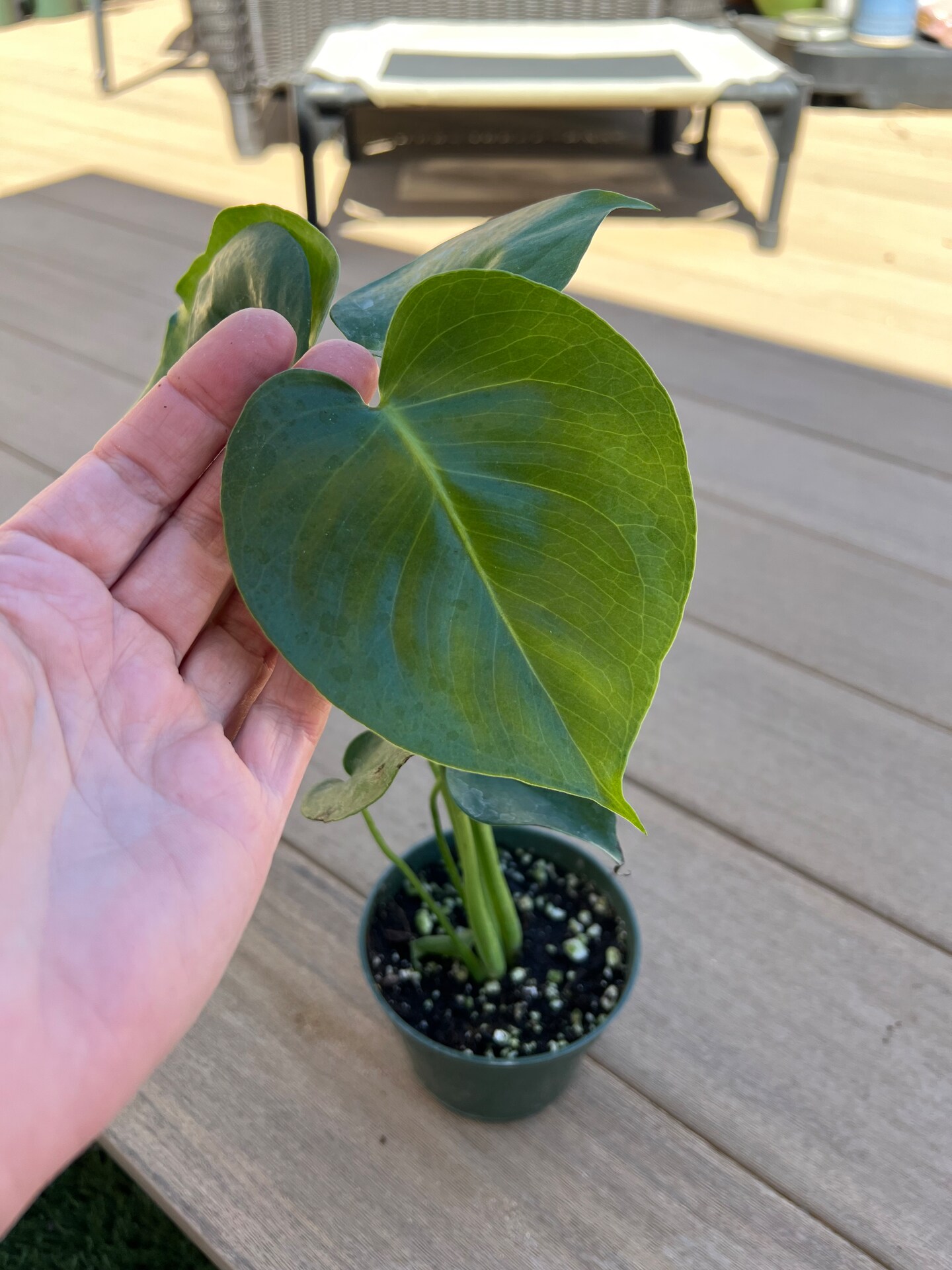 monstera-deliciosa-split-leaf-houseplant-plant-tropical-4