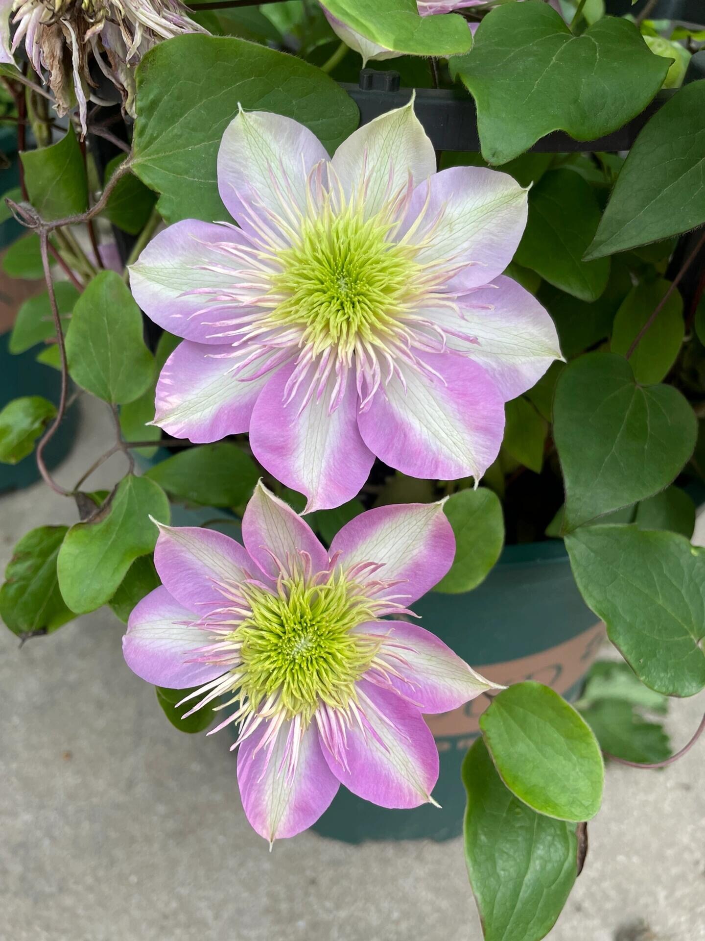 Japanese Clematis 'Kaiser' -12P Live Plant| Dahlia Like| Color