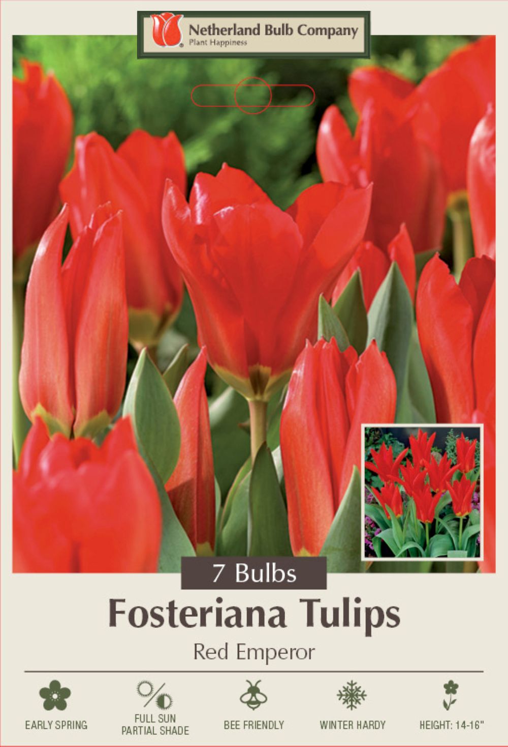 Red Emperor Fosteriana Tulip 7 Bulbs - Heirloom - 12/+ cm Bulbs