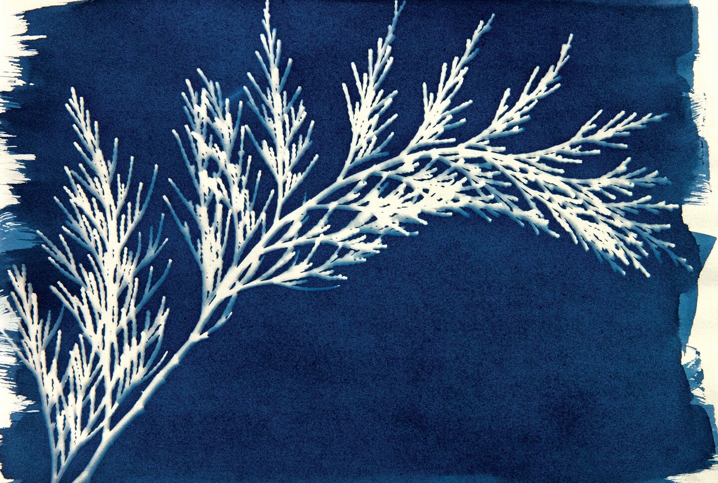 Jacquard Cyanotype Set