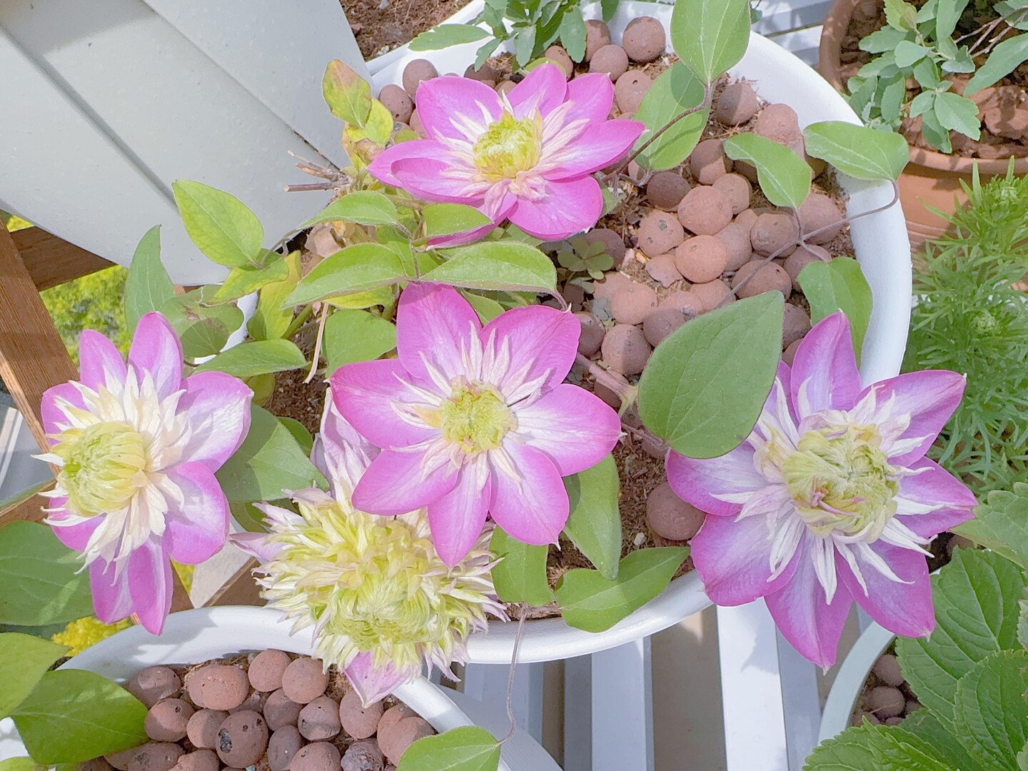 Japanese Clematis 'Kaiser' -12P Live Plant| Dahlia Like| Color