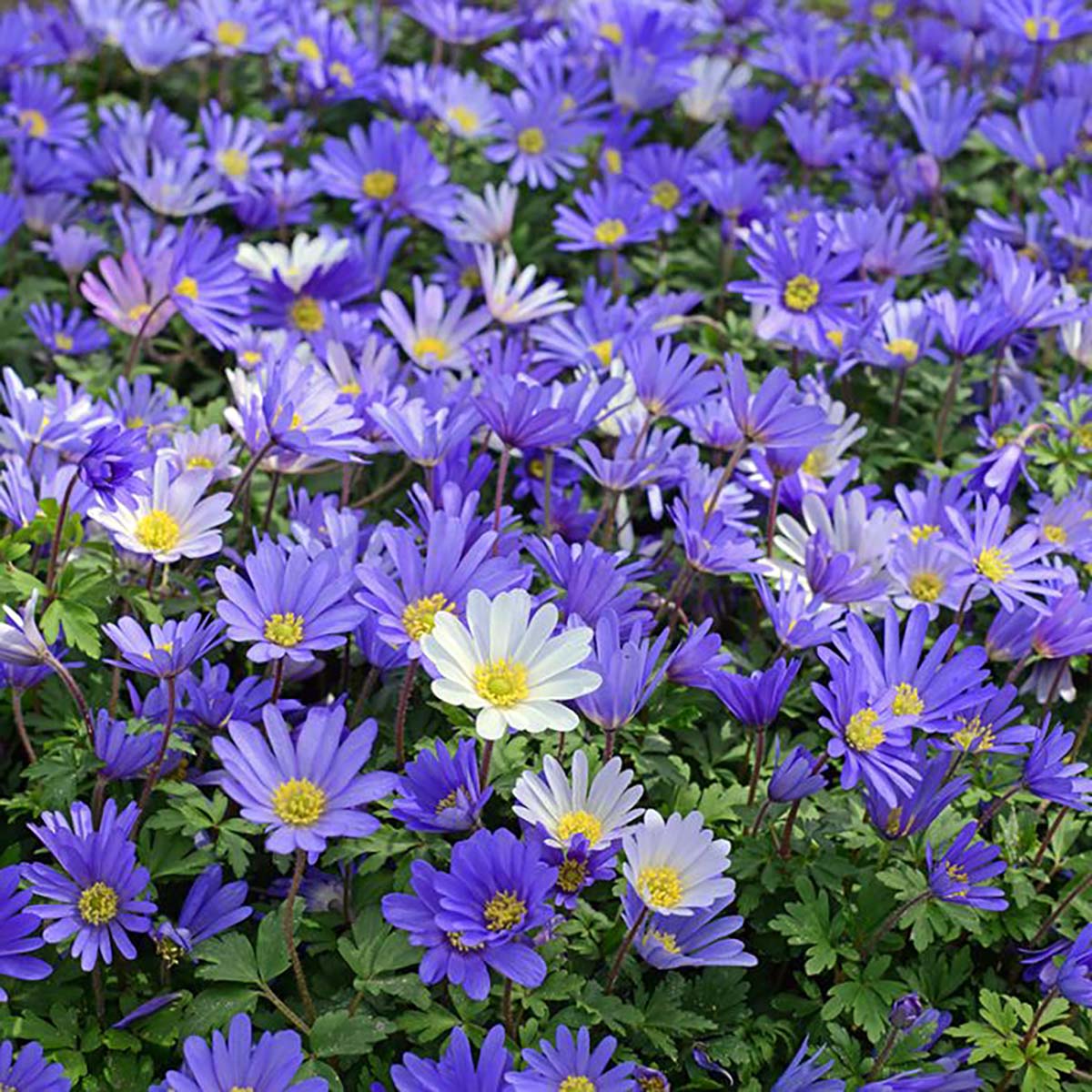 Blue Shades Windflower - Anemone blanda - 20 Bulbs - 5/6 cm Bulbs